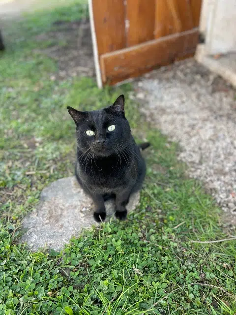 chat lost   01160 Druillat Bounty