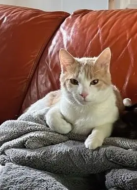 chat lost   01540 Saint-Julien-sur-Veyle Caramel