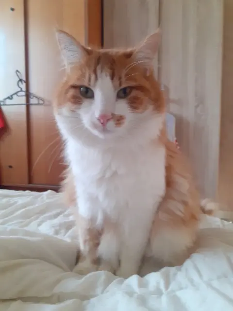 chat lost   01340 Marsonnas Caramel