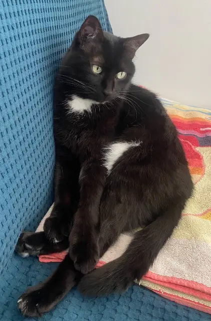 chat lost   01120 La Boisse Chaton