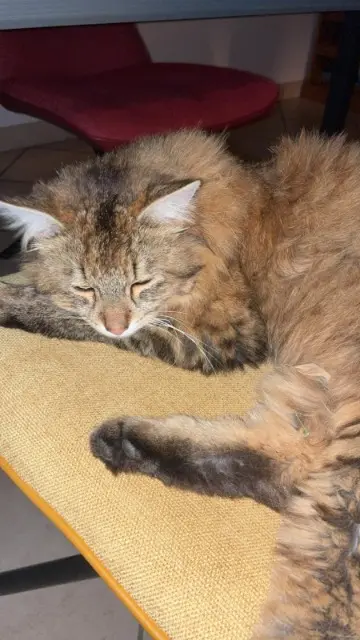 chat lost   01150 Saint-Sorlin-en-Bugey Chouffe