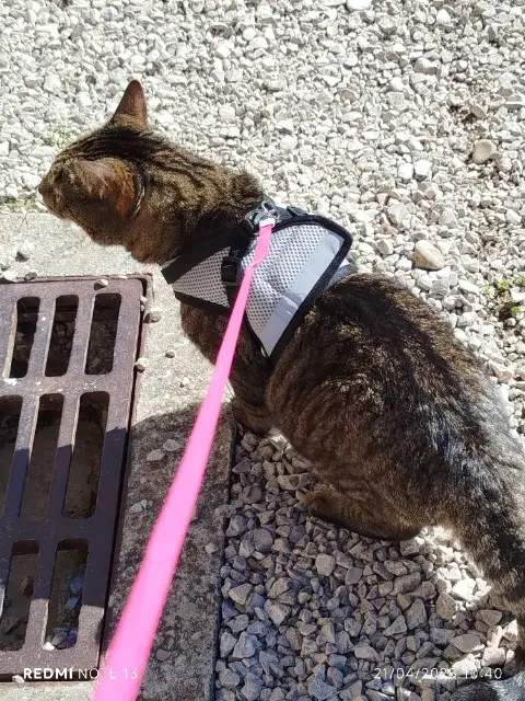 chat lost   01240 Dompierre-sur-Veyle Collin