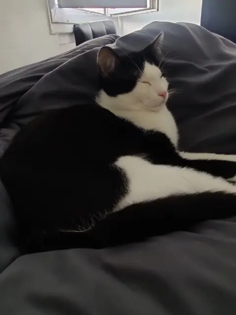 chat lost   01150 Culoz-Béon Sousou