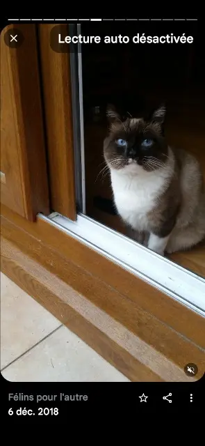 chat lost   01210 Versonnex Felix