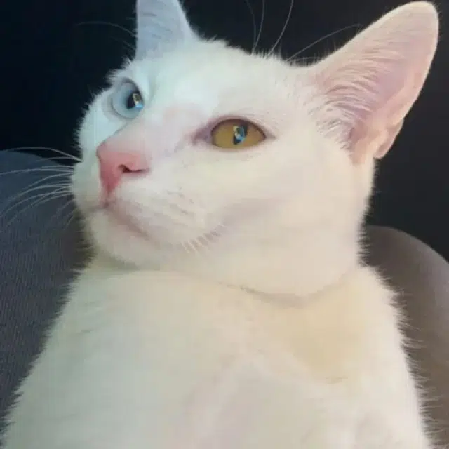 chat lost   01130 Les Neyrolles Gogol