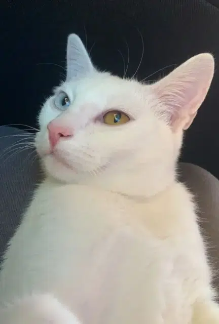 chat lost   01130 Les Neyrolles Gogol