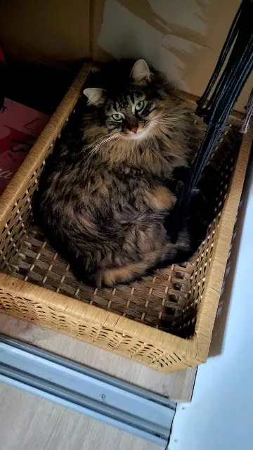chat lost   01000 Bourg-en-Bresse Grisouille