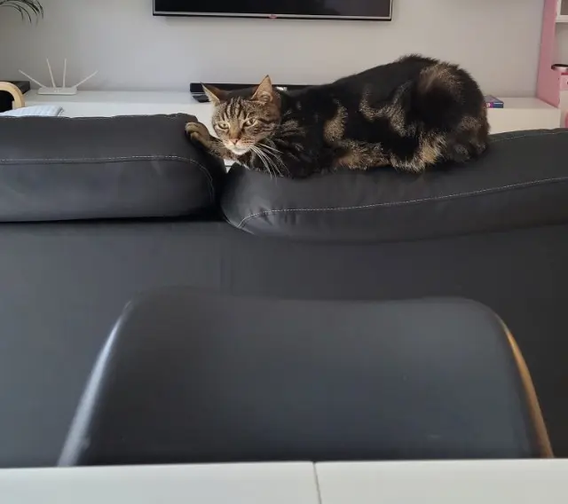 chat lost   01600 Reyrieux Guiness