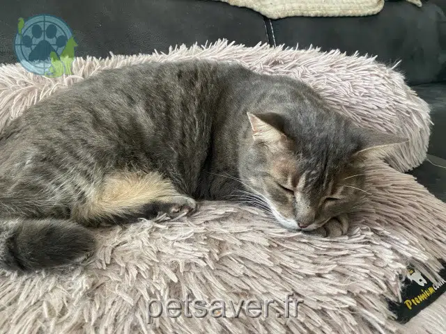 chat lost   01320 Chalamont Guss