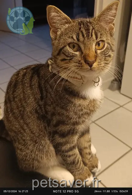 gato perdido 01600 Misérieux Happy gato lost 01600 Misérieux Happy
