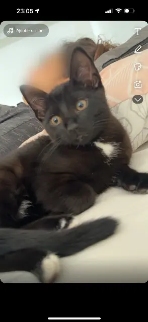 chat lost   01100 Oyonnax hermes