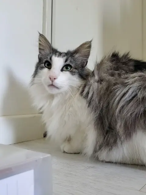 chat lost   01220 Divonne-les-Bains Hopie