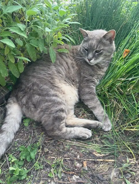 chat lost   01000 Bourg-en-Bresse Jules