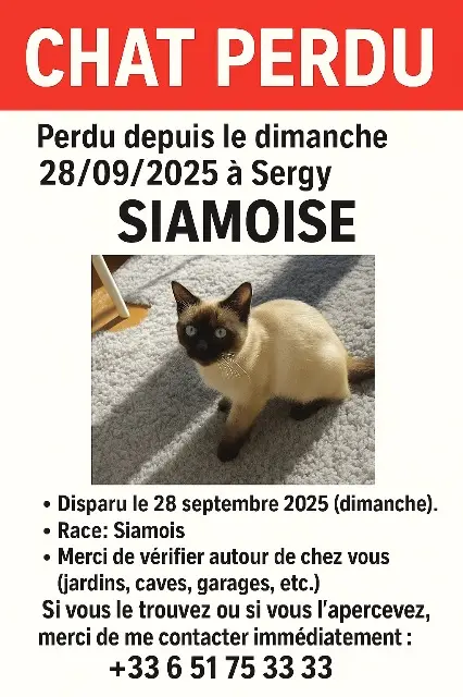 chat lost   01630 Sergy Lechat