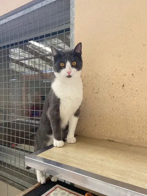 chat lost   01170 Gex Malow