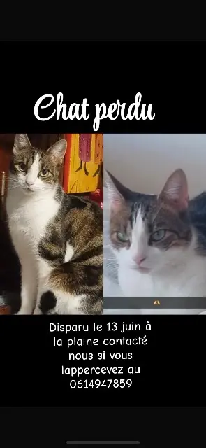 chat lost   01100 Oyonnax Mimi