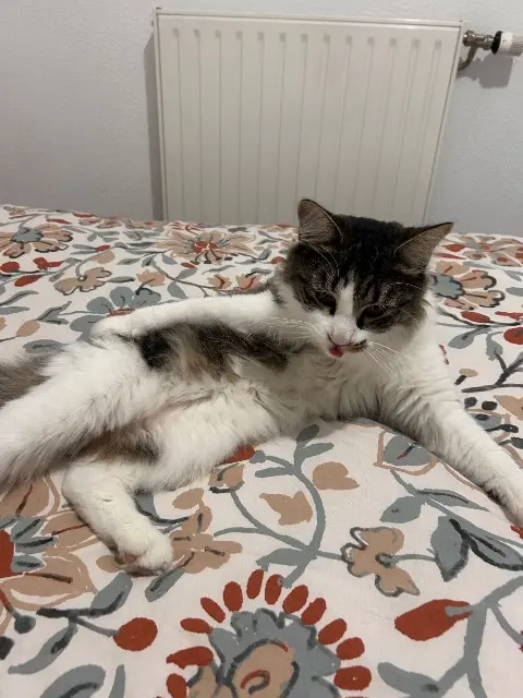 chat lost   01000 Bourg-en-Bresse Mimi