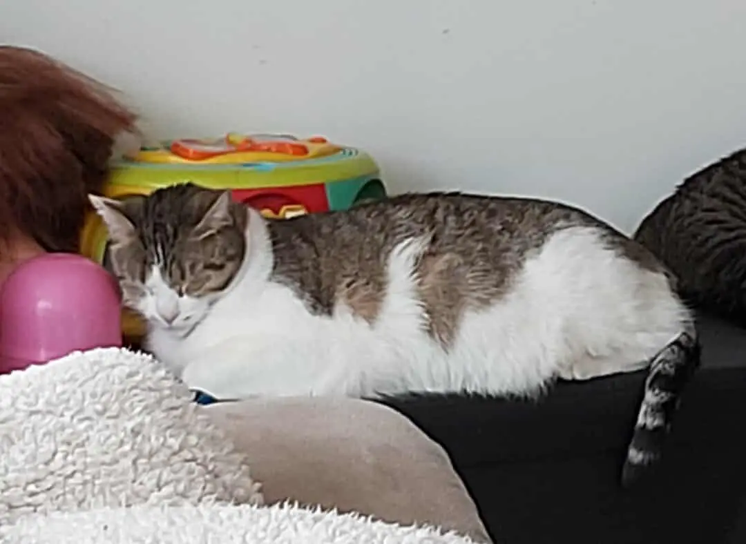 chat lost   01090 Montceaux Minou
