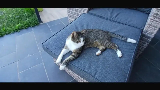 chat lost   01300 Cuzieu Mojito