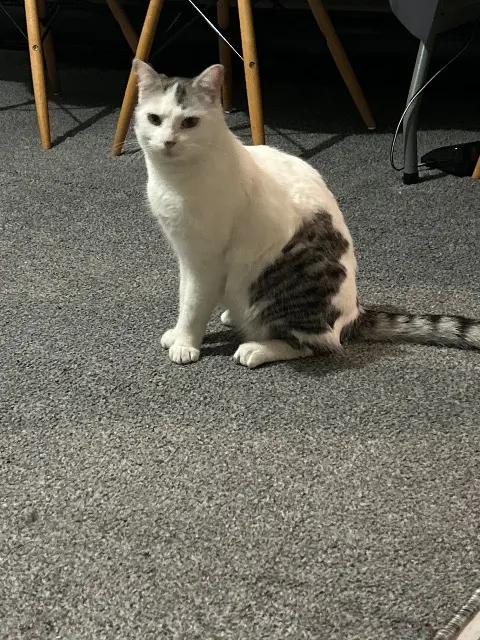 chat lost   01000 Bourg-en-Bresse Moka