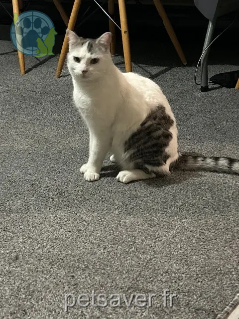 cat lost 01000 Bourg-en-Bresse Moka cat lost 01000 Bourg-en-Bresse Moka