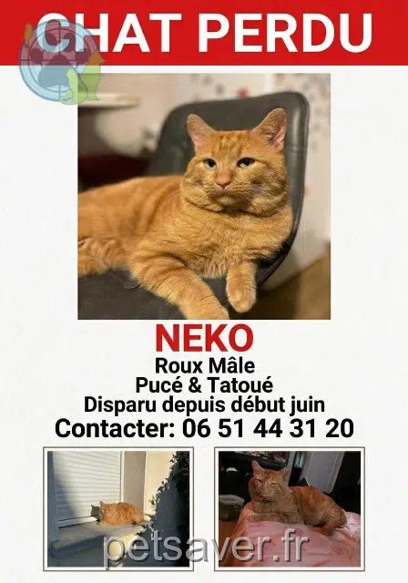 gatto lost 01600 Reyrieux Neko