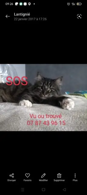chat lost   01250 Villereversure Orfé