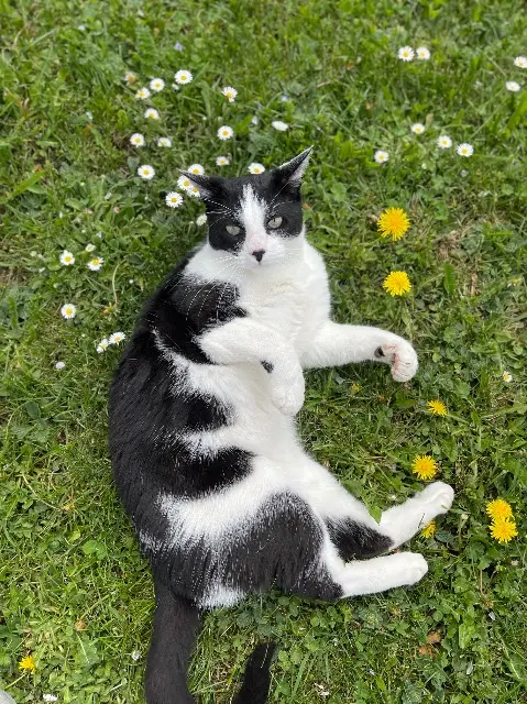 chat lost   01500 Saint-Denis-en-Bugey Papouf