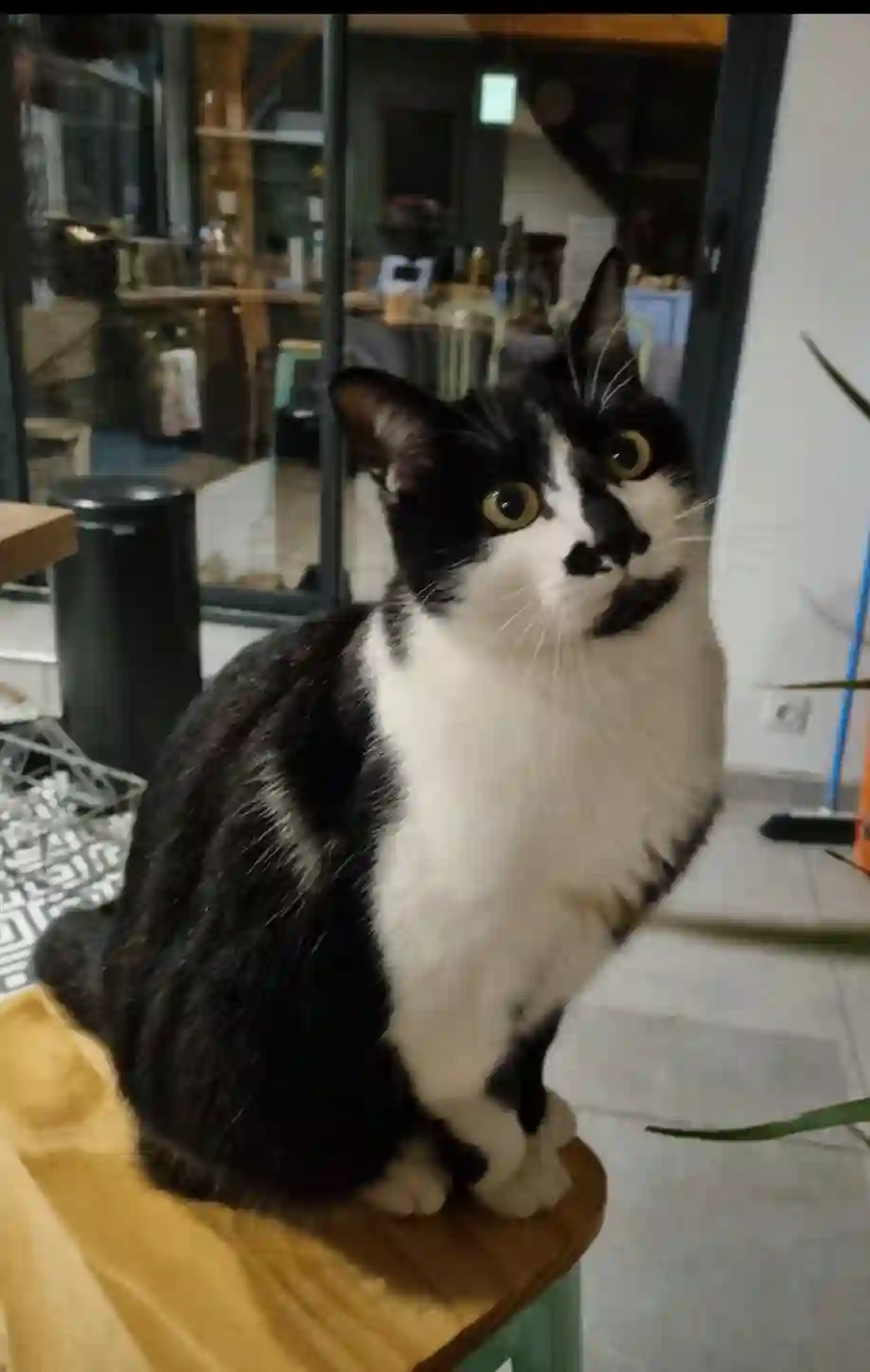 Chat Perdu 01 Ain - Peaky Chat Perdu 01 Ain - Peaky