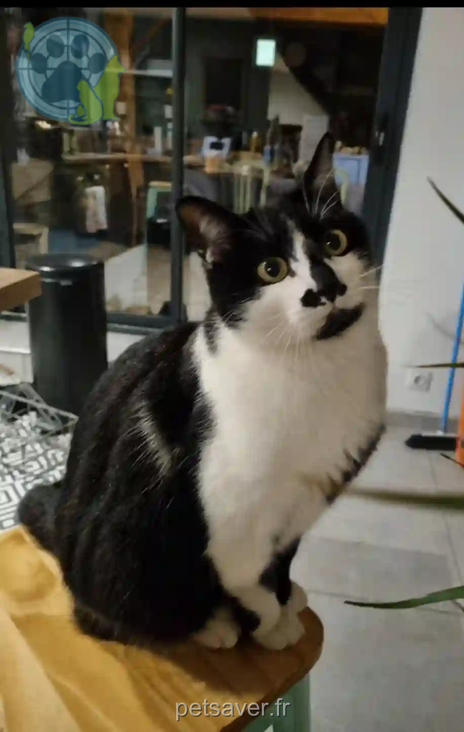 Chat Perdu 01 Ain - Peaky Chat Perdu 01 Ain - Peaky