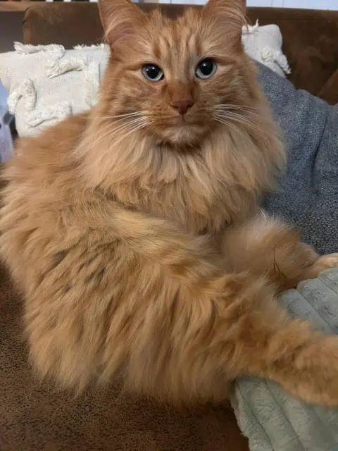 chat lost   01000 Bourg-en-Bresse Peps