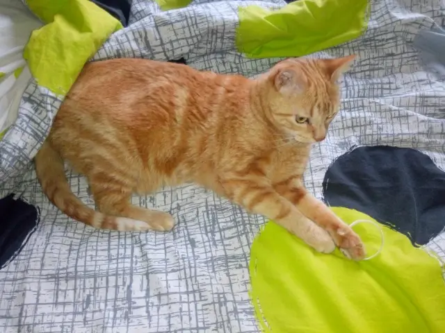 chat lost   01700 Beynost Pisco