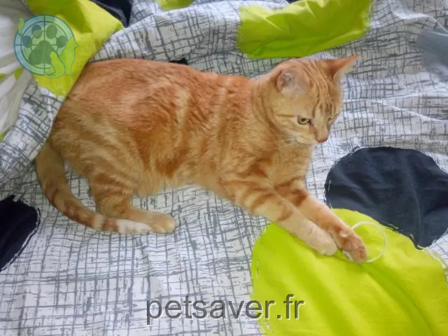 gatto perso 01700 Beynost Pisco gatto lost 01700 Beynost Pisco