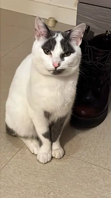 chat lost   01550 Collonges Pixel