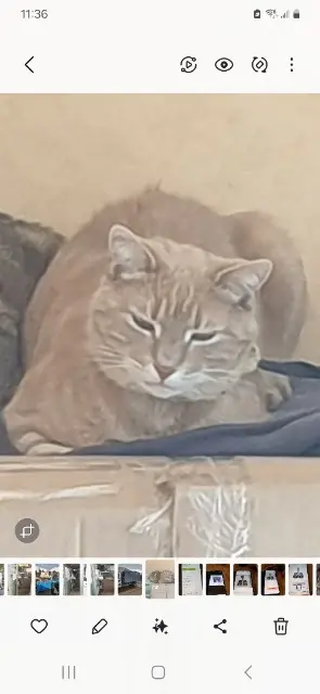 chat lost   01990 Saint-Trivier-sur-Moignans Pompom
