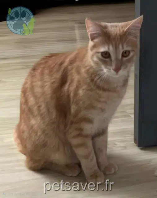 gatto lost 01150 Leyment Rajah