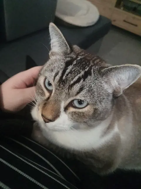 chat lost   01190 Saint-Bénigne Rio