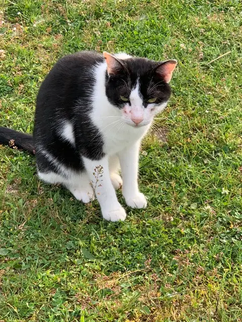 chat lost   01540 Vonnas SALTO