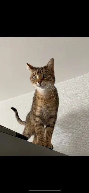 chat lost   01000 Bourg-en-Bresse Santos