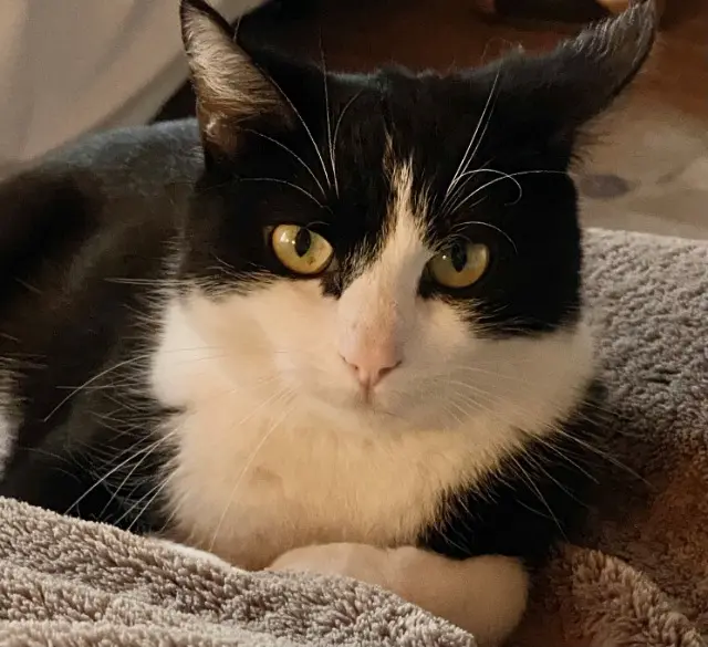 chat lost   01250 Ceyzériat Secotin