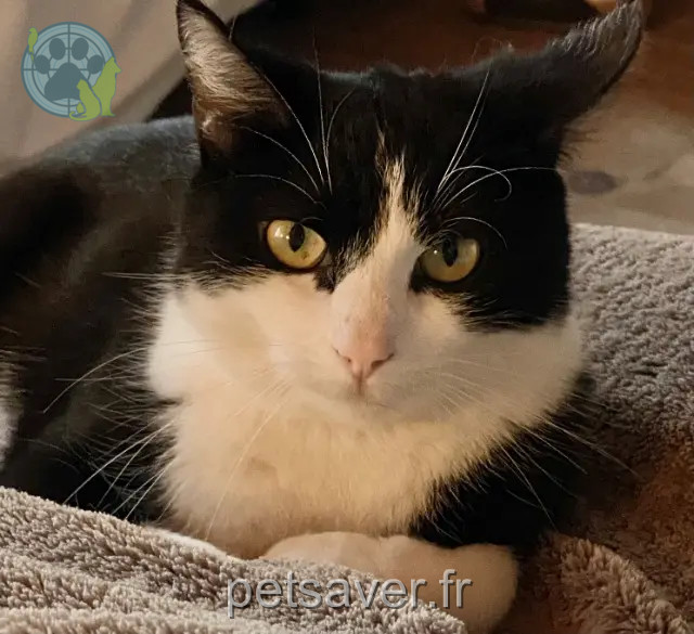 gatto perso 01250 Ceyzériat Secotin gatto lost 01250 Ceyzériat Secotin