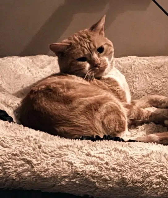 chat lost   01600 Saint-Didier-de-Formans Simba