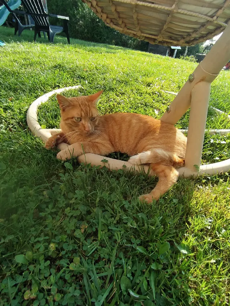 Chat Perdu 01 Ain - Simba Chat Perdu 01 Ain - Simba
