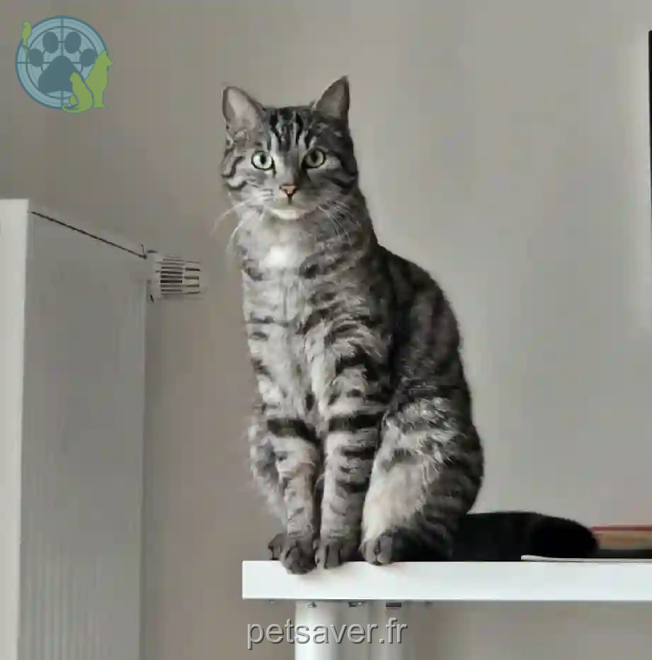 Chat Perdu 01 Ain - Simba Chat Perdu 01 Ain - Simba