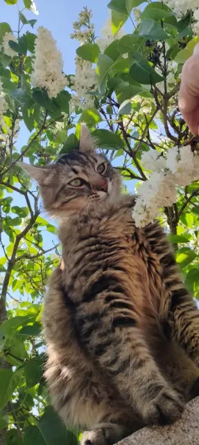 chat lost   01330 Le Plantay Sky