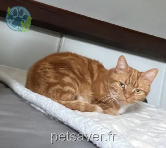 Chat Perdu 01 Ain - Sunday Chat Perdu 01 Ain - Sunday