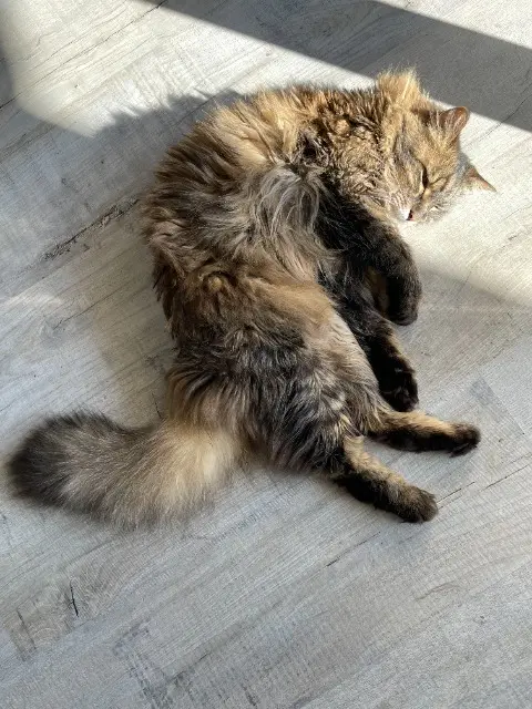 chat lost   01600 Toussieux Sushi