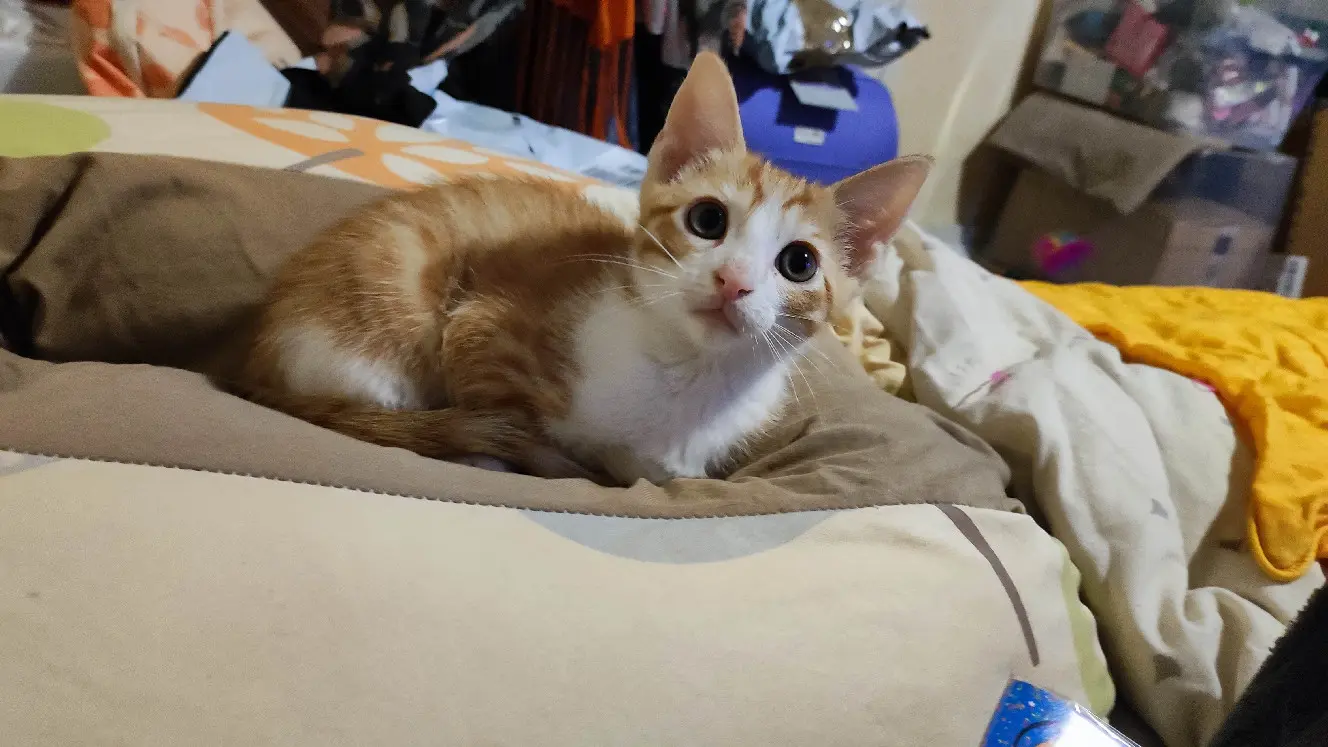 Chat Perdu 01 Ain - Swing Chat Perdu 01 Ain - Swing