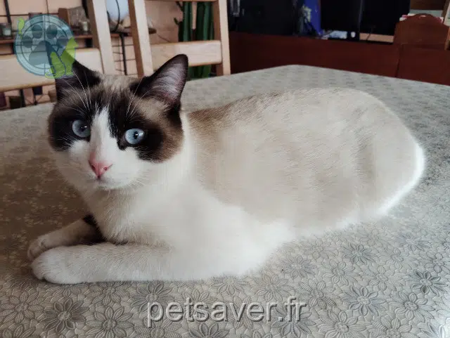 chat lost   01560 Saint-Trivier-de-Courtes Tango