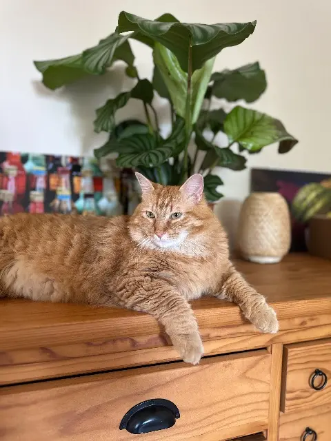 chat lost   01960 Péronnas Thanos